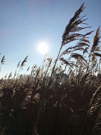 Close-up of silhouette grass against sky during sunset