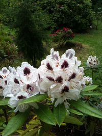 Close-up of pink flowers in garden
