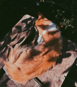 High angle view of a cat