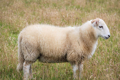 Sheep in a field