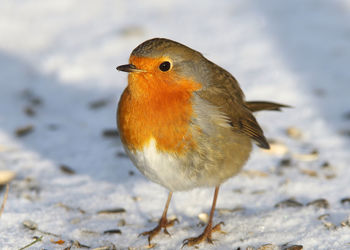 Close-up of bird perching on snow