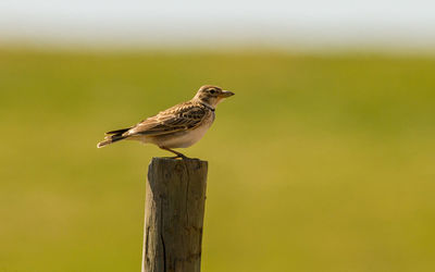 Close-up of bird perching on wooden post