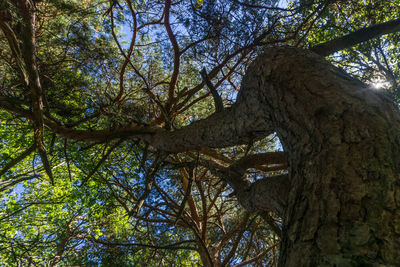 Low angle view of trees in forest against sky