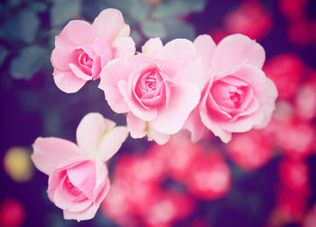 Close-up of pink flowers