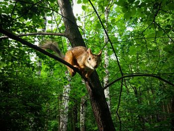 Low angle view of cat sitting on tree in forest