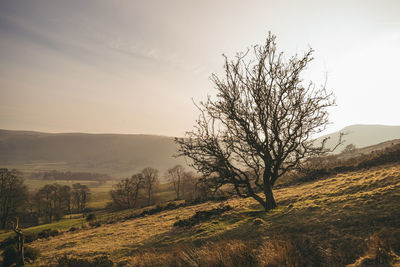 Bare trees on field against sky