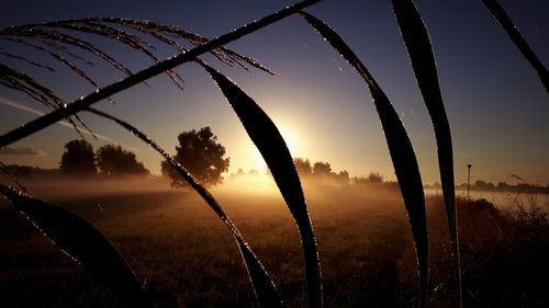 Plants growing on field against sky during sunrise