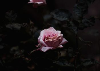 Close-up of pink rose