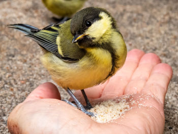 Close-up of hand holding bird