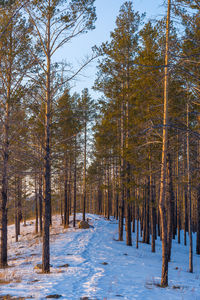 Taiga wood in the winter. winter taiga. the siberian wood in the winter in russia.