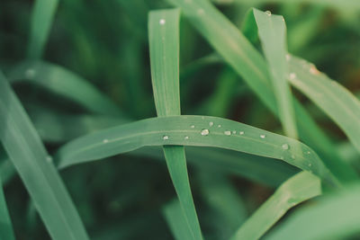 Close-up of wet grass