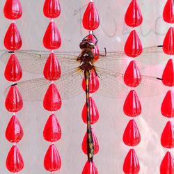 Full frame shot of umbrellas on wall