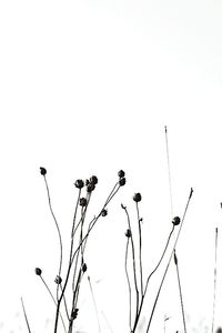 Low angle view of tree against clear sky