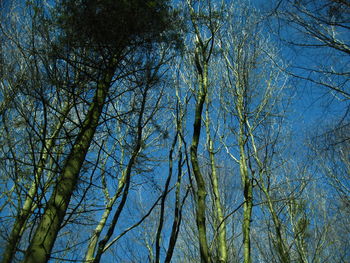 Low angle view of trees against sky