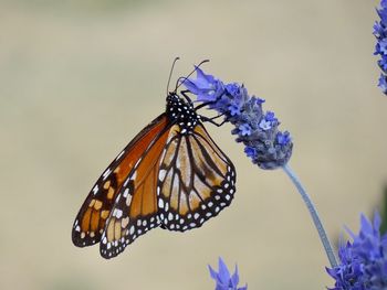 Close-up of butterfly pollinating on purple flower