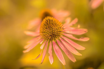 Close-up of flower