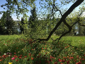 Scenic view of flowering trees in forest