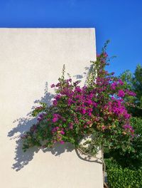 Close-up of pink flowering plant against building
