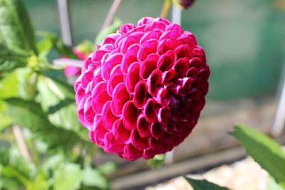 Close-up of pink dahlia flower