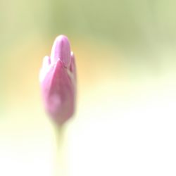 Close-up of pink flower