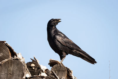 Low angle view of bird perching against clear sky