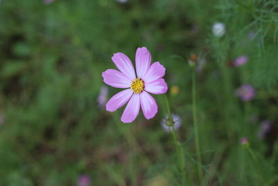 Close-up of pink cosmos flower on field