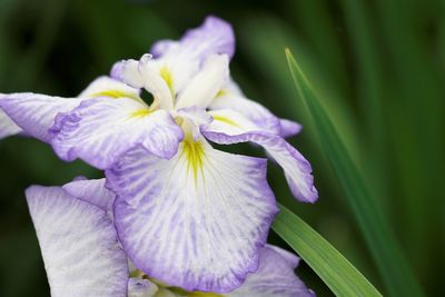 Close-up of purple iris flower