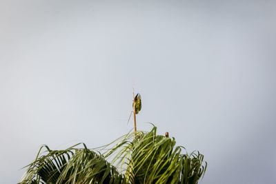 Close-up of butterfly on plant against sky