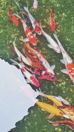 Red floating in a water