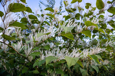 Low angle view of flowering plant