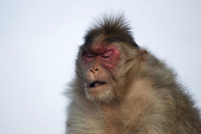 Close-up of monkey looking away over white background