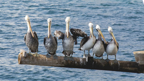 Pelicans perching in a row