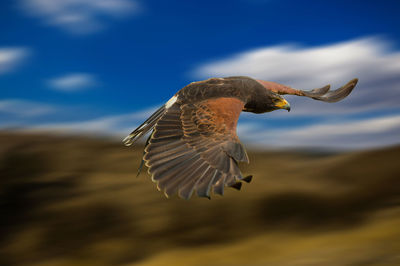 Close-up of eagle flying against sky