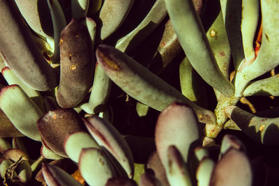 Full frame shot of succulent plant