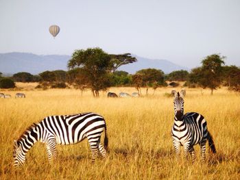 Zebras on grassy field against sky at serengeti national park