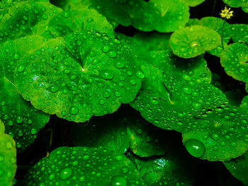 Close-up of wet plant leaves during rainy season