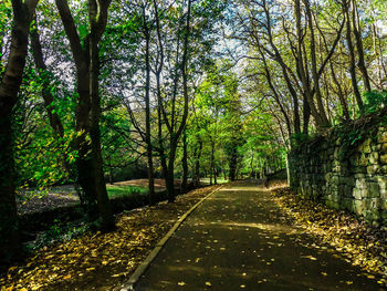 Road amidst trees in forest