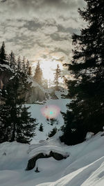 Pine trees on snow covered land against sky