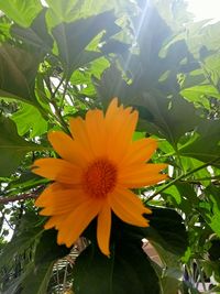 plant