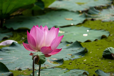 Close-up of water lily in lake