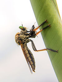 Close-up of insect