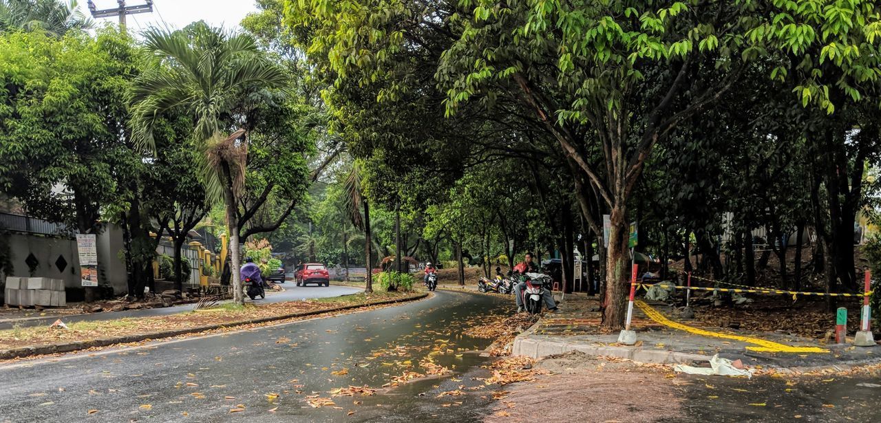 STREET AMIDST TREES IN PARK