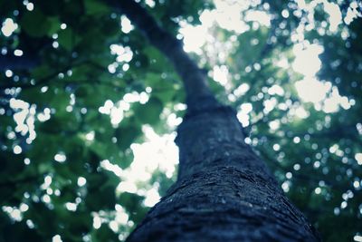 Low angle view of trees growing in forest