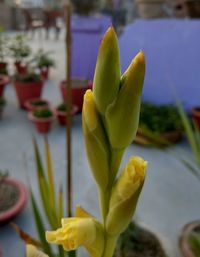 Close-up of yellow flowers against blurred background