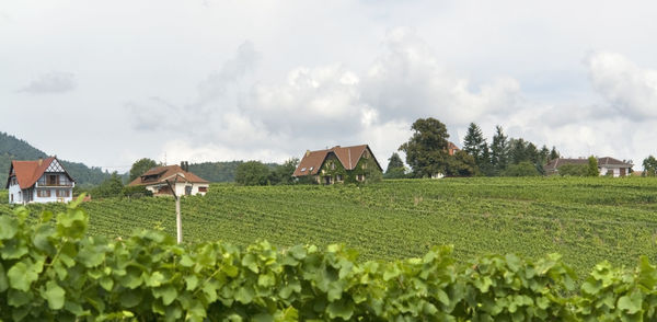 Panoramic shot of agricultural field by houses against sky