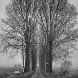 Empty road amidst trees
