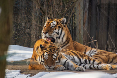 Cat sitting in a zoo