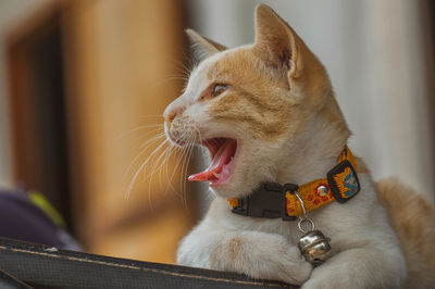 Close-up of cat yawning