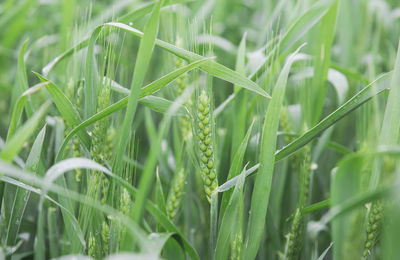 Green not ripe barley sprouts on the field with rain drops 