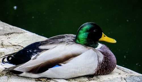 Close-up of a duck in a lake